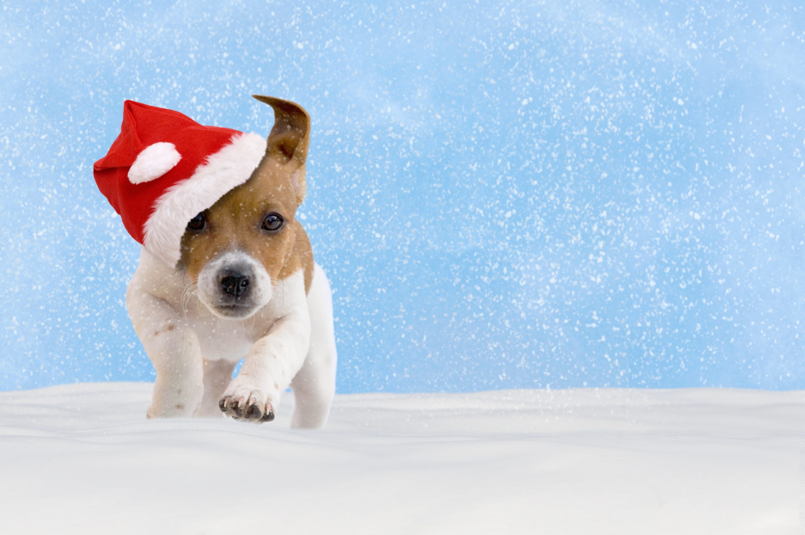 Hund, Welpe, Jack Russel Terrier spielt im Schnee Animaux Secours