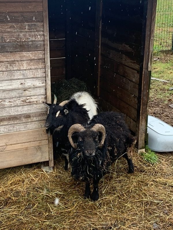 N3 Désormais au Refuge de l'Espoir